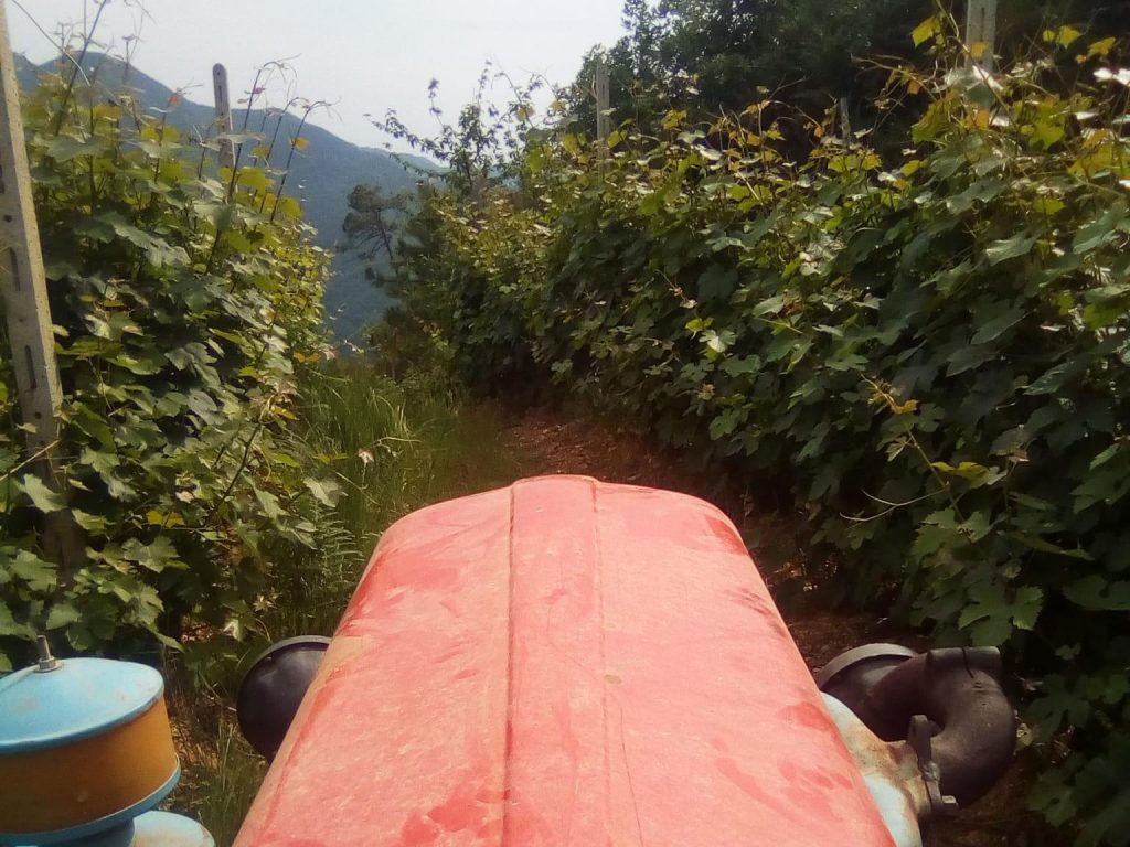 pendaglin5b